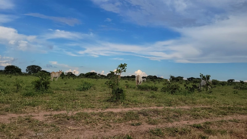 Fazenda à venda para SOJA, em URUCUIA-MG.: 21ª foto da galeria de imagens do imóvel