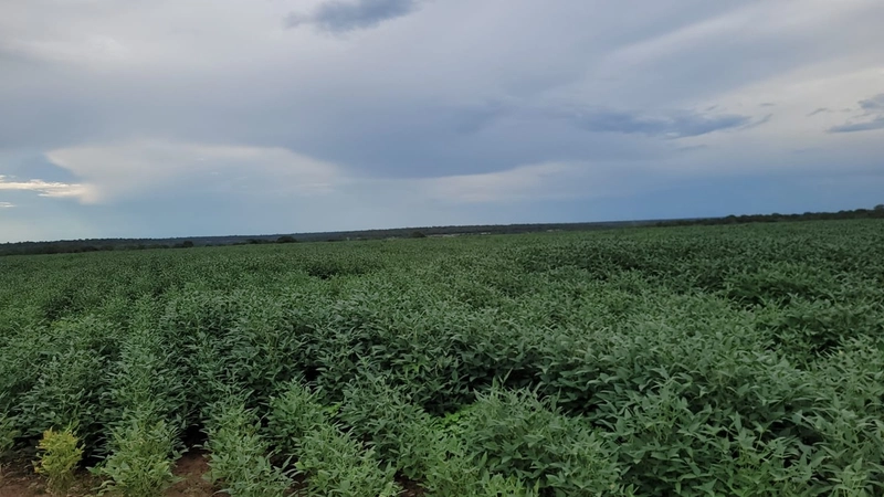 Fazenda à venda para SOJA, em URUCUIA-MG.: 8ª foto da galeria de imagens do imóvel