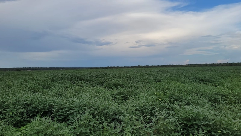 Fazenda à venda para SOJA, em URUCUIA-MG.: 9ª foto da galeria de imagens do imóvel