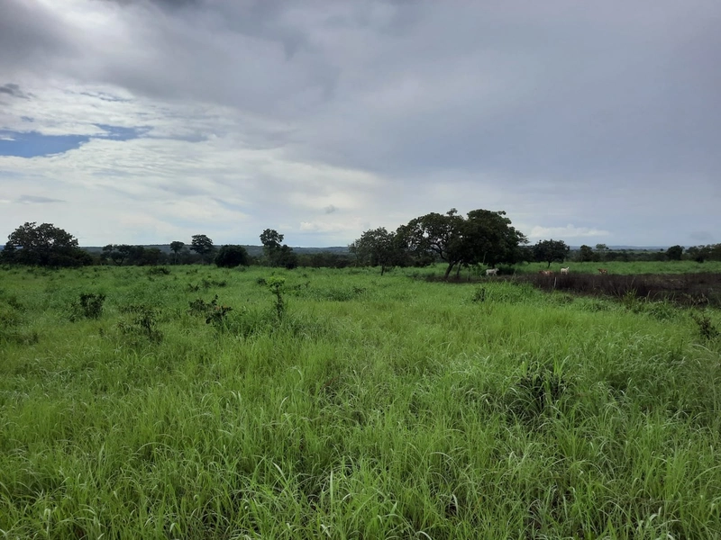 Fazenda à venda para SOJA e GADO, em Dueré-TO, com 270 alq. (1.306 HA): 2ª foto da galeria de imagens do imóvel
