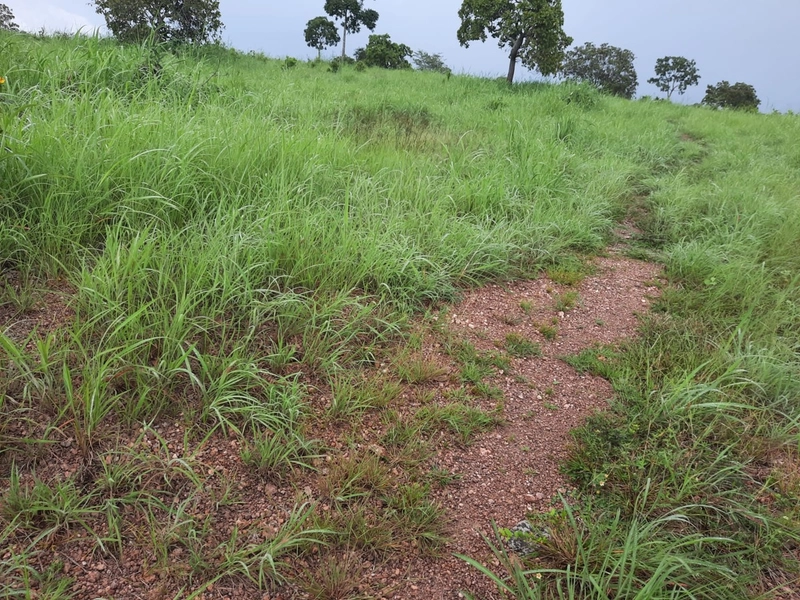 Fazenda à venda para SOJA e GADO, em Dueré-TO, com 270 alq. (1.306 HA): 3ª foto da galeria de imagens do imóvel