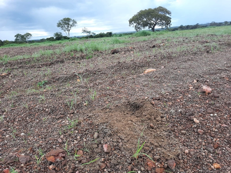 Fazenda à venda para SOJA e GADO, em Dueré-TO, com 270 alq. (1.306 HA): 14ª foto da galeria de imagens do imóvel
