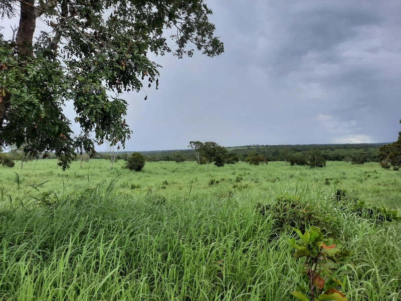 Fazenda à venda para SOJA e GADO, em Dueré-TO, com 270 alq. (1.306 HA): 4ª foto da galeria de imagens do imóvel