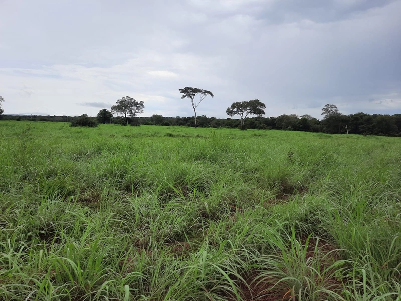 Fazenda à venda para SOJA e GADO, em Dueré-TO, com 270 alq. (1.306 HA): 7ª foto da galeria de imagens do imóvel
