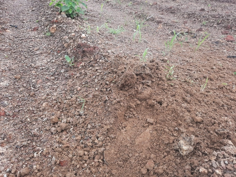 Fazenda à venda para SOJA e GADO, em Dueré-TO, com 270 alq. (1.306 HA): 15ª foto da galeria de imagens do imóvel