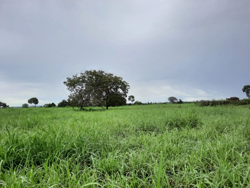 Fazenda à venda para SOJA e GADO, em Dueré-TO, com 270 alq. (1.306 HA): 5ª foto da galeria de imagens do imóvel
