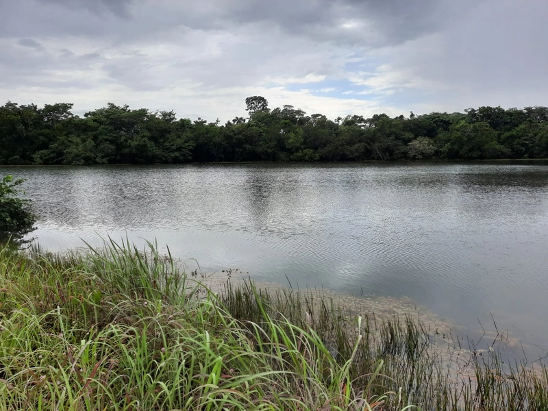 Fazenda à venda para SOJA e GADO, em Dueré-TO, com 270 alq. (1.306 HA): 11ª foto da galeria de imagens do imóvel