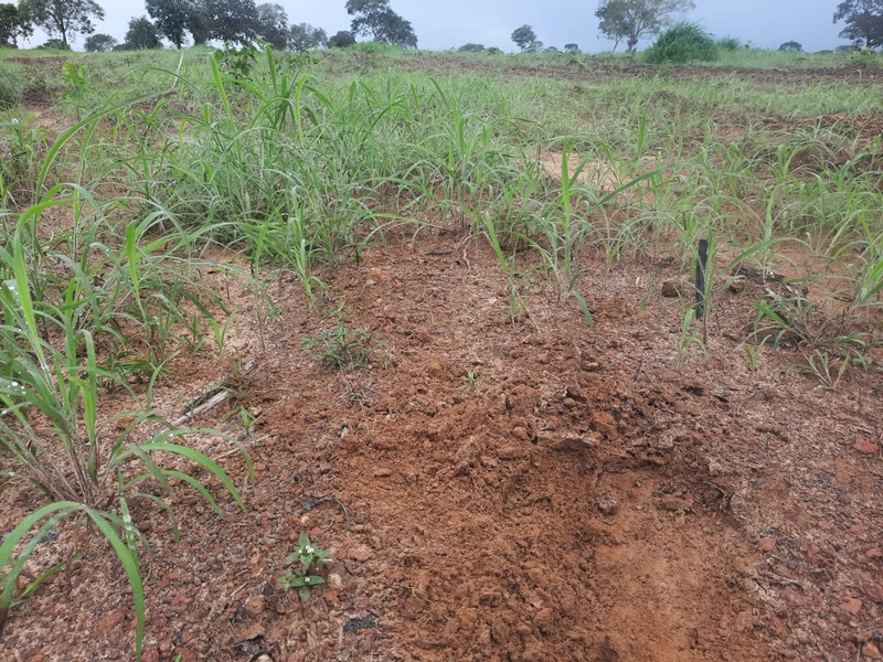 Fazenda à venda para SOJA e GADO, em Dueré-TO, com 270 alq. (1.306 HA): 16ª foto da galeria de imagens do imóvel