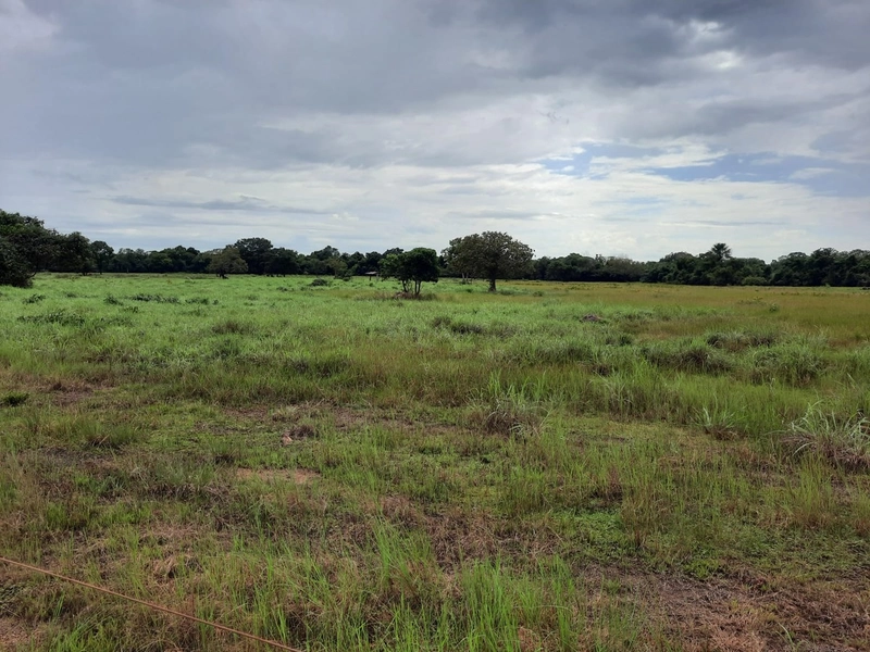 Fazenda à venda para SOJA e GADO, em Dueré-TO, com 270 alq. (1.306 HA): 9ª foto da galeria de imagens do imóvel