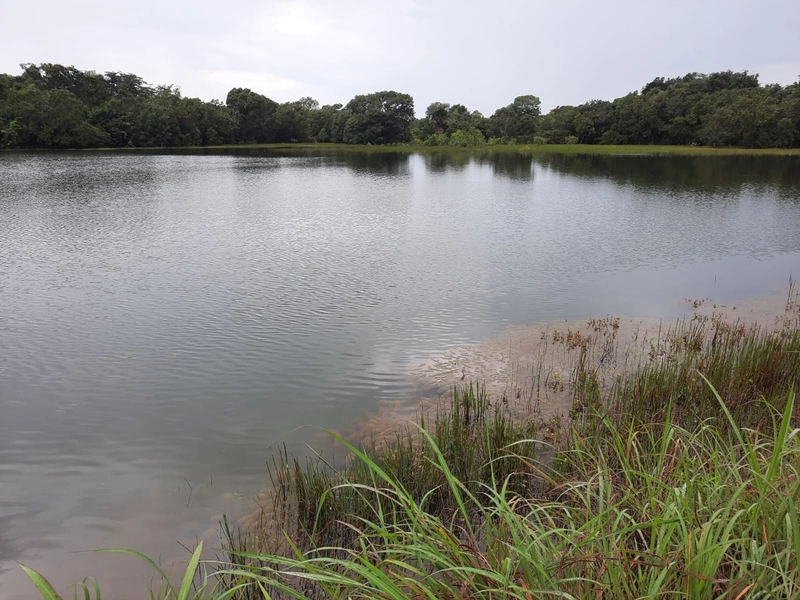 Fazenda à venda para SOJA e GADO, em Dueré-TO, com 270 alq. (1.306 HA): 12ª foto da galeria de imagens do imóvel