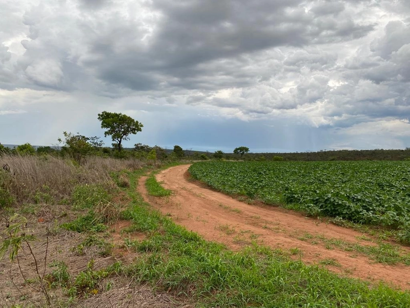 FAZENDA Á VENDA NO MUNICÍPIO DE MAMBAÍ-GO - Área para AGRICULTURA: 2ª foto da galeria de imagens do imóvel