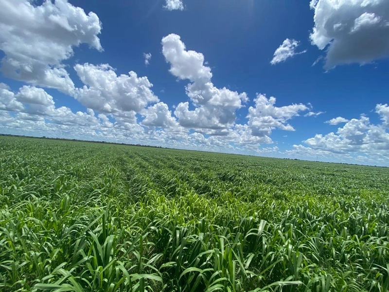 FAZENDA Á VENDA NO MUNICÍPIO DE MAMBAÍ-GO - Área para AGRICULTURA: 1ª foto da galeria de imagens do imóvel