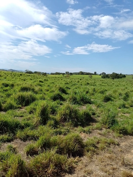 Fazenda à venda para GADO em Niquelândia- GO com 192 alq. (930 ha): 17ª foto da galeria de imagens do imóvel