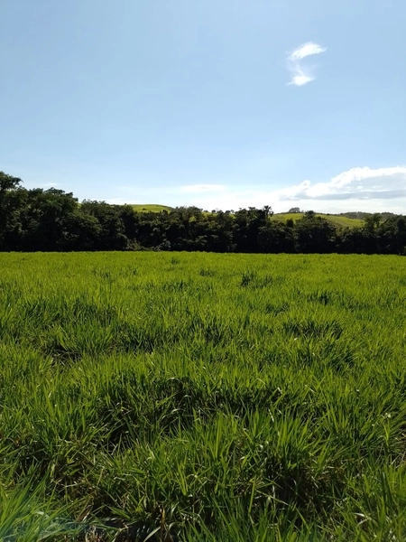Fazenda à venda para GADO em Niquelândia- GO com 192 alq. (930 ha): 15ª foto da galeria de imagens do imóvel