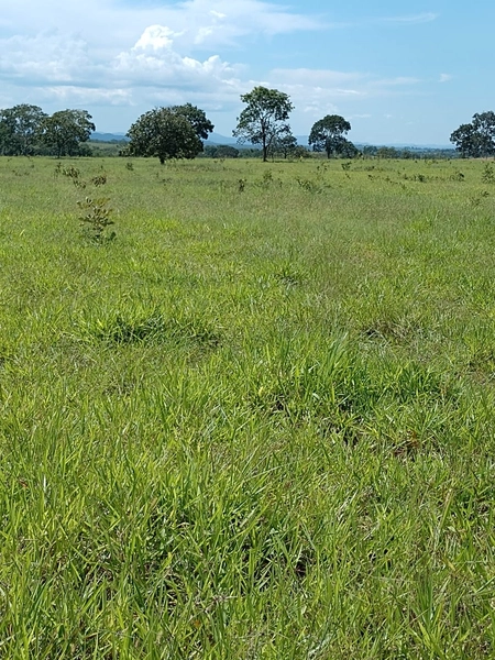 Fazenda à venda para GADO em Niquelândia- GO com 192 alq. (930 ha): 1ª foto da galeria de imagens do imóvel