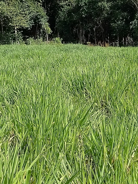 Fazenda à venda para GADO em Niquelândia- GO com 192 alq. (930 ha): 7ª foto da galeria de imagens do imóvel