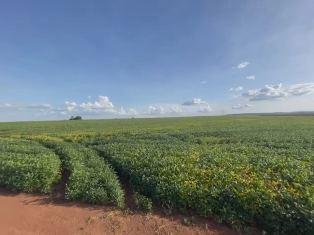 Fazenda para SOJA em Cristalina-GO, com 03 pivôs em funcionamento.: 13ª foto da galeria de imagens do imóvel