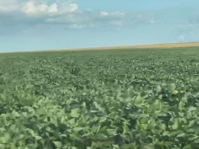 Fazenda para SOJA em Cristalina-GO, com 03 pivôs em funcionamento.: 4ª foto da galeria de imagens do imóvel