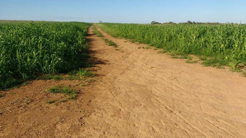 Fazenda para Soja município de Catalão-GO.: 6ª foto da galeria de imagens do imóvel