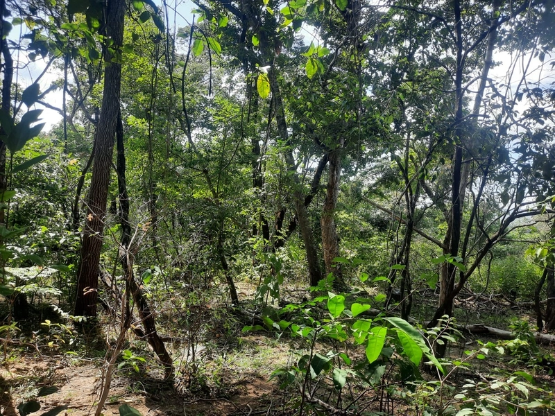 Fazenda à venda DUPLA APTIDÃO em Arinos. 500 ha agricultáveiS.