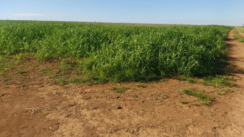 Fazenda para Soja município de Catalão-GO: 7ª foto da galeria de imagens do imóvel