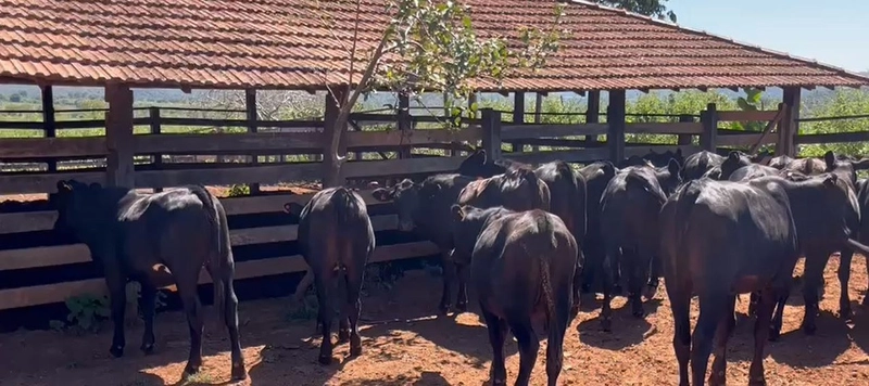 Fazenda à venda, 1.300 hectares em Nova Roma-GO. 600 ha agricultáveis.: 6ª foto da galeria de imagens do imóvel