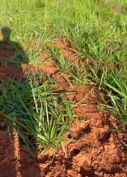 Fazenda à venda, 1.300 hectares em Nova Roma-GO. 600 ha agricultáveis.: 10ª foto da galeria de imagens do imóvel