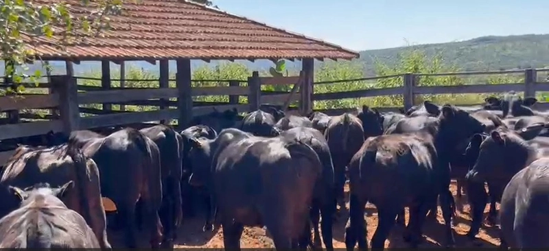 Fazenda à venda, 1.300 hectares em Nova Roma-GO. 600 ha agricultáveis.: 7ª foto da galeria de imagens do imóvel