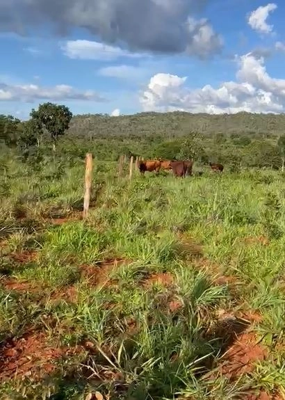 Fazenda à venda, 1.300 hectares em Nova Roma-GO. 600 ha agricultáveis.: 11ª foto da galeria de imagens do imóvel