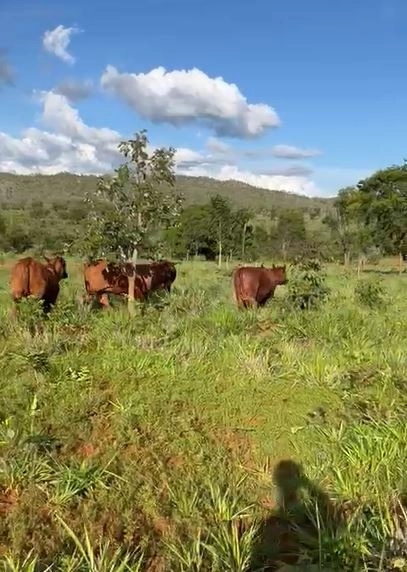 Fazenda à venda, 1.300 hectares em Nova Roma-GO. 600 ha agricultáveis.: 12ª foto da galeria de imagens do imóvel