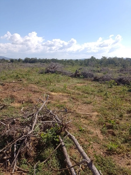 Fazenda DUPLA APTIDÂO em Niquelândia-GO. Lavoura SOJA em suas divisas: 7ª foto da galeria de imagens do imóvel