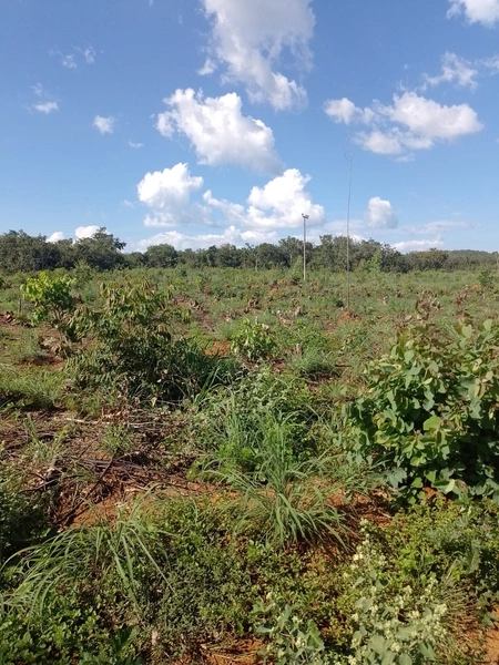 Fazenda DUPLA APTIDÂO em Niquelândia-GO. Lavoura SOJA em suas divisas: 5ª foto da galeria de imagens do imóvel