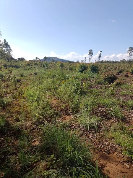 Fazenda DUPLA APTIDÂO em Niquelândia-GO. Lavoura SOJA em suas divisas: 4ª foto da galeria de imagens do imóvel