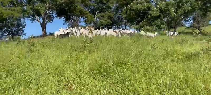 Fazenda, 432,21 Ha, em Cumari-GO Às margens da rodovia GO-402: 8ª foto da galeria de imagens do imóvel
