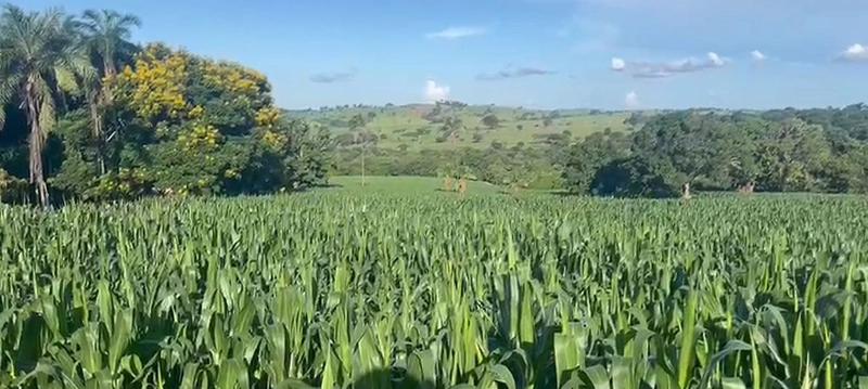 Fazenda, 432,21 Ha, em Cumari-GO Às margens da rodovia GO-402: 6ª foto da galeria de imagens do imóvel