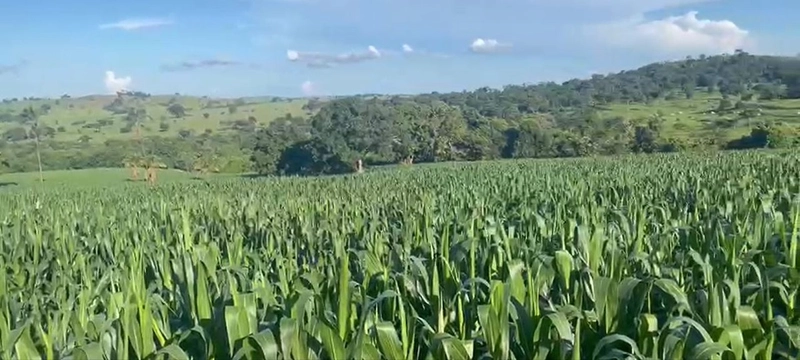 Fazenda, 432,21 Ha, em Cumari-GO Às margens da rodovia GO-402: 5ª foto da galeria de imagens do imóvel