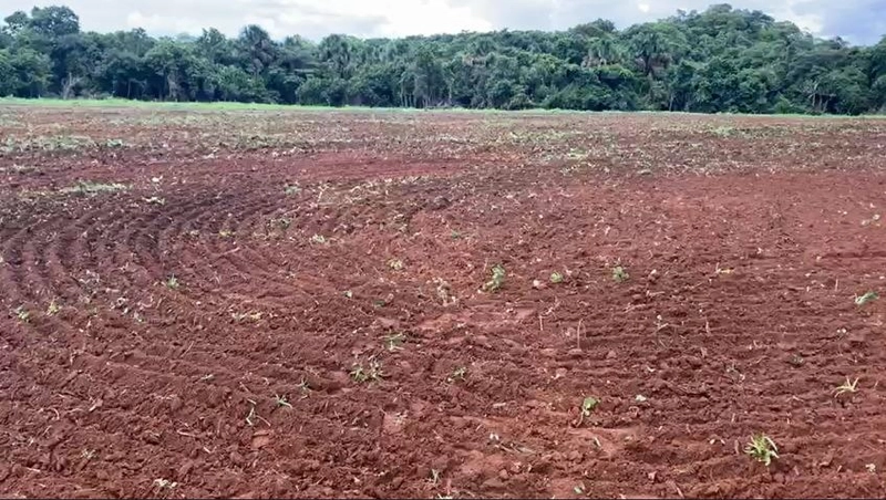 Fazenda, 100 alq. (484 Ha), em São M. do Araguaia-GO 363 ha agricultáv: 2ª foto da galeria de imagens do imóvel
