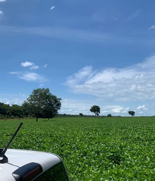 Fazenda, 100 alq. (484 Ha), em São M. do Araguaia-GO 363 ha agricultáv: 27ª foto da galeria de imagens do imóvel