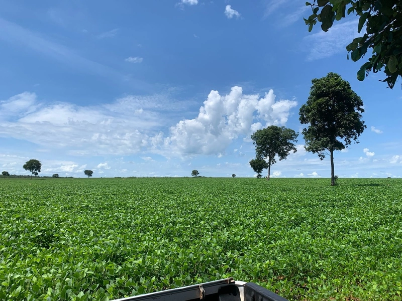 Fazenda, 100 alq. (484 Ha), em São M. do Araguaia-GO 363 ha agricultáv: 25ª foto da galeria de imagens do imóvel