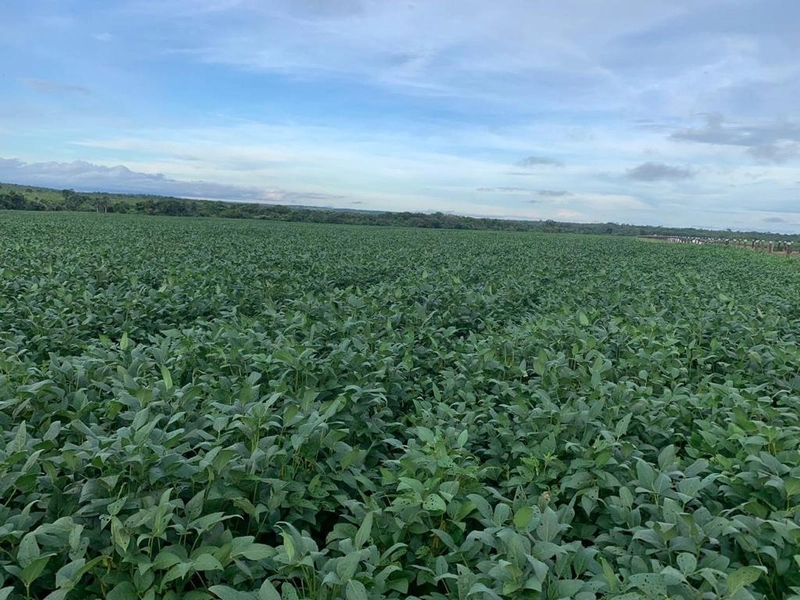 Fazenda, 100 alq. (484 Ha), em São M. do Araguaia-GO 363 ha agricultáv: 28ª foto da galeria de imagens do imóvel