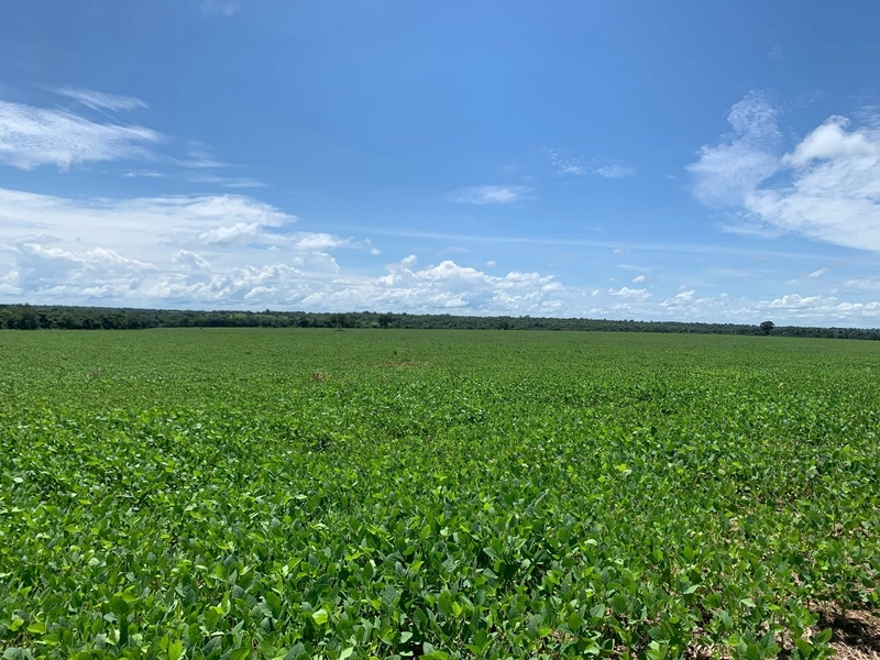 Fazenda, 100 alq. (484 Ha), em São M. do Araguaia-GO 363 ha agricultáv: 23ª foto da galeria de imagens do imóvel
