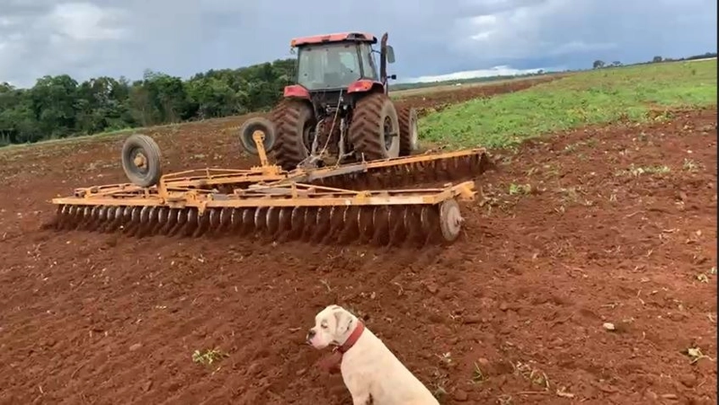 Fazenda, 100 alq. (484 Ha), em São M. do Araguaia-GO 363 ha agricultáv: 8ª foto da galeria de imagens do imóvel