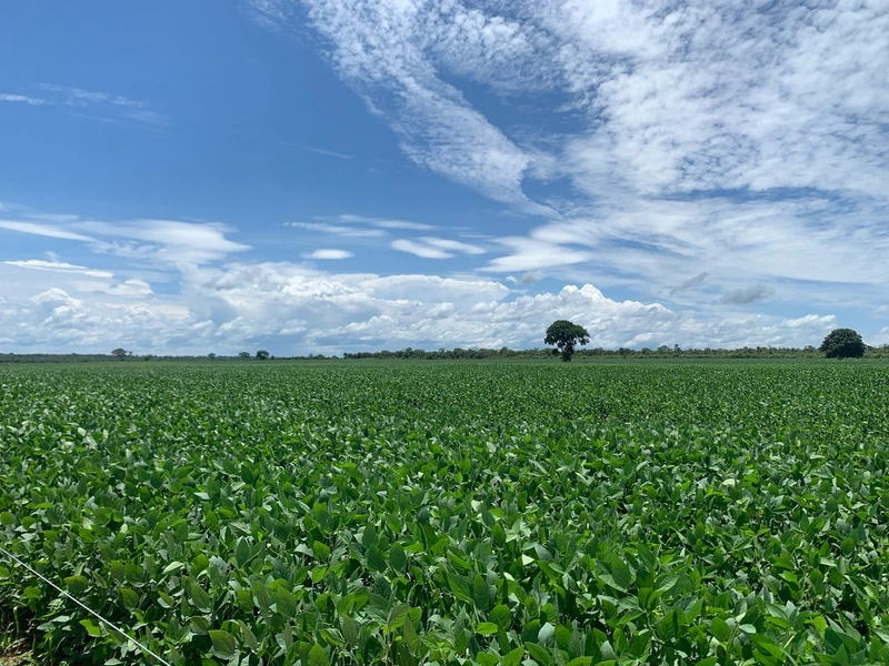 Fazenda, 100 alq. (484 Ha), em São M. do Araguaia-GO 363 ha agricultáv