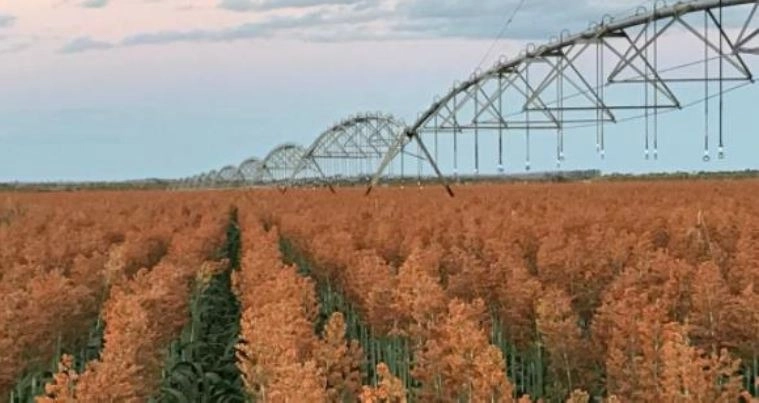 FAZENDA, 1.125 HA, EM BARREIRAS/LEM-BA PORTEIRA FECHADA: 6ª foto da galeria de imagens do imóvel