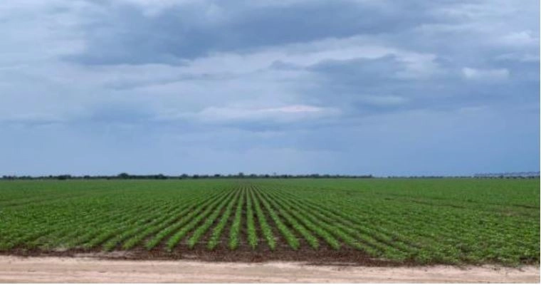 FAZENDA, 1.125 HA, EM BARREIRAS/LEM-BA PORTEIRA FECHADA: 8ª foto da galeria de imagens do imóvel