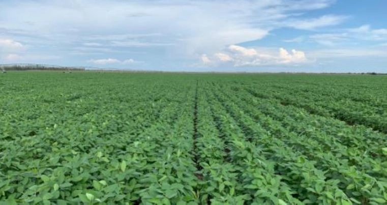 FAZENDA, 1.125 HA, EM BARREIRAS/LEM-BA PORTEIRA FECHADA: 9ª foto da galeria de imagens do imóvel