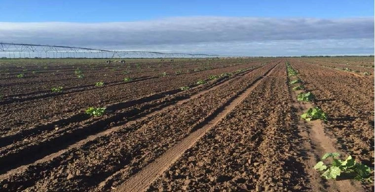 FAZENDA, 1.125 HA, EM BARREIRAS/LEM-BA PORTEIRA FECHADA: 7ª foto da galeria de imagens do imóvel