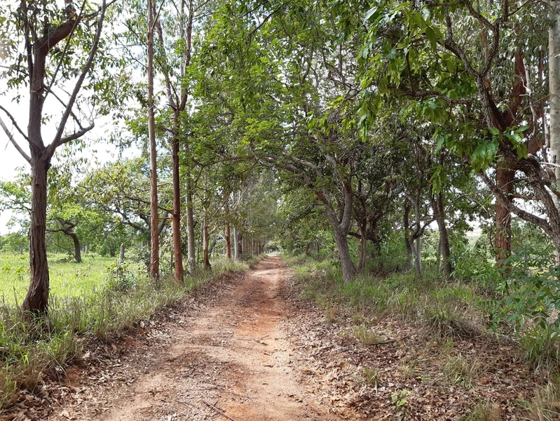 Fazenda para PECUÁRIA à venda, 408 Ha, em Jaboticatubas-MG perto de BH: 6ª foto da galeria de imagens do imóvel