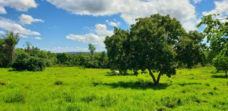 Fazenda, 121 Ha, em FORMOSA-GO. Plana com represa e córrego.