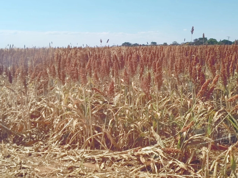 Fazenda para AGRICULTURA, 1.852 ha, em UNAÍ-MG. Com 7 pivôs: 7ª foto da galeria de imagens do imóvel